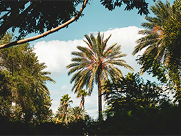 Jamaica