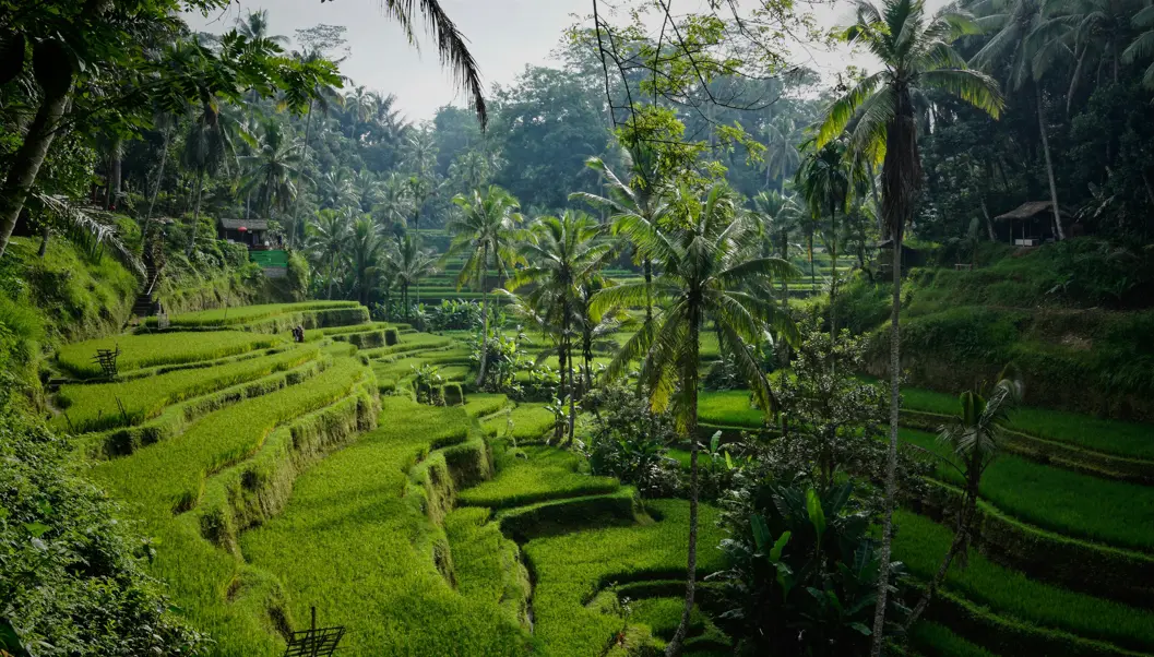 lush green rice terraces in Bali, Indonesia