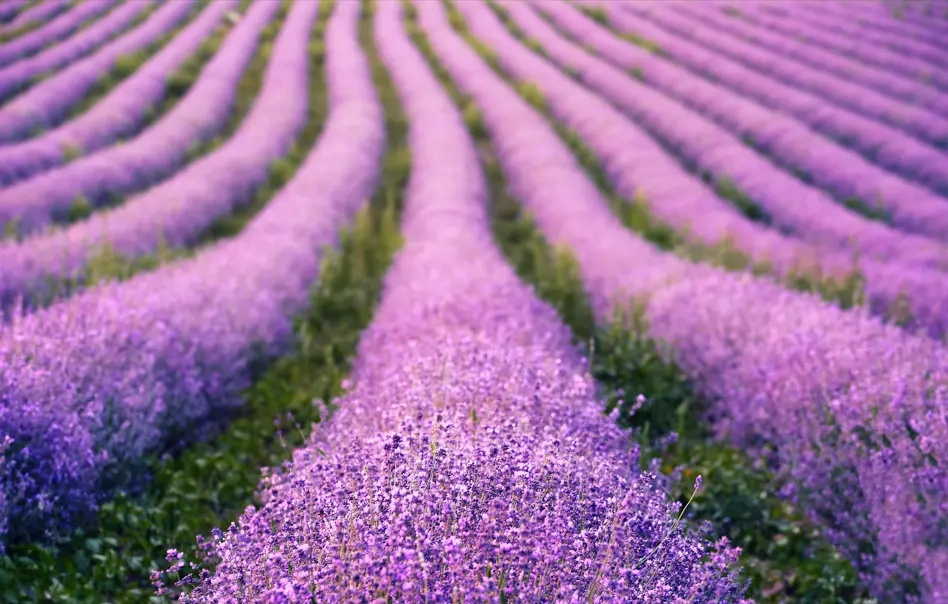 The Best Time to Visit Provence in 2026 for Lavender Fields, Wine Tastings & Sunshine Days