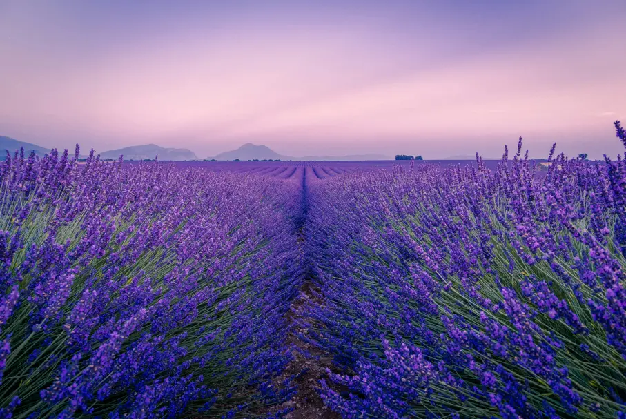 purple blooming lavender fields in Provence France